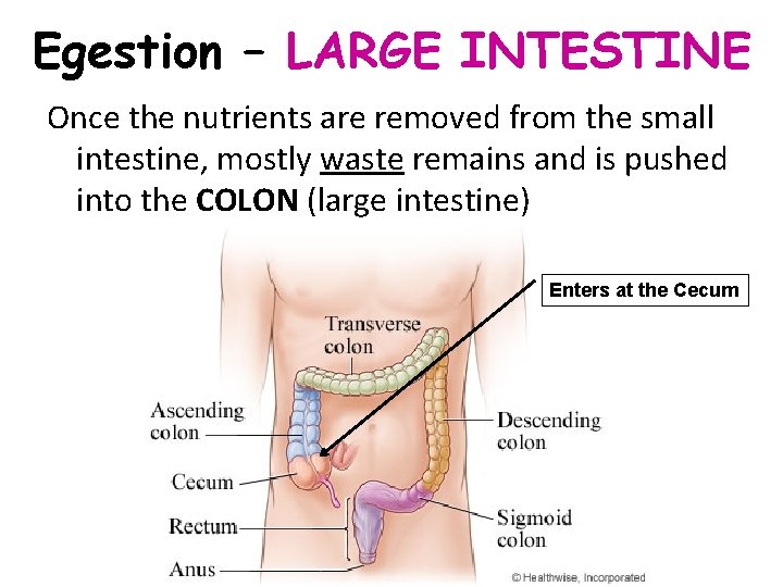 Egestion – LARGE INTESTINE Once the nutrients are removed from the small intestine, mostly