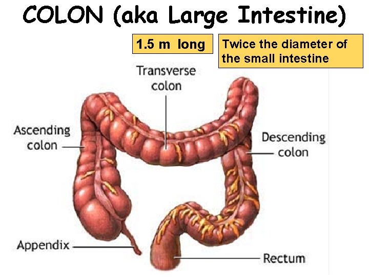 COLON (aka Large Intestine) 1. 5 m long Twice the diameter of the small