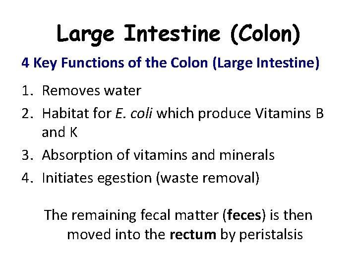 Large Intestine (Colon) 4 Key Functions of the Colon (Large Intestine) 1. Removes water