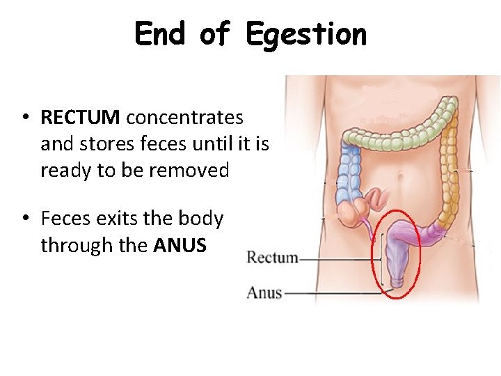 End of Egestion • RECTUM concentrates and stores feces until it is ready to