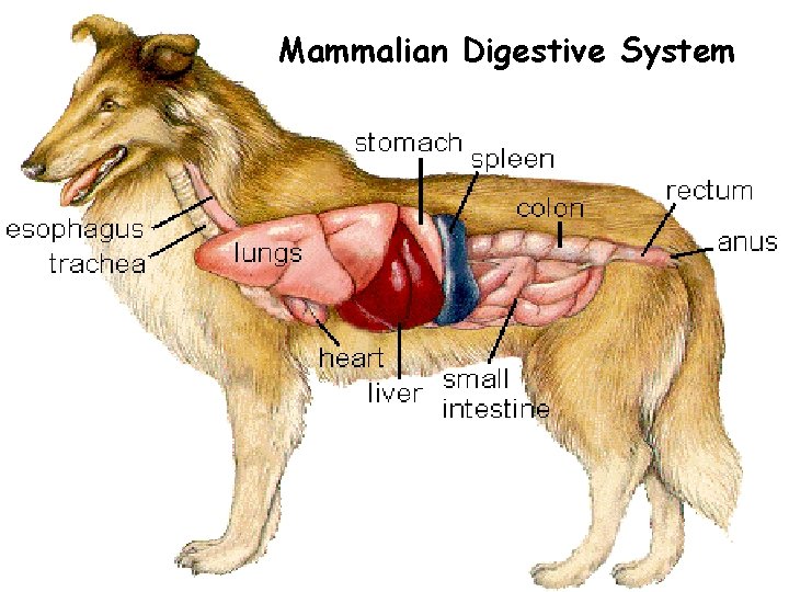 Mammalian Digestive System 