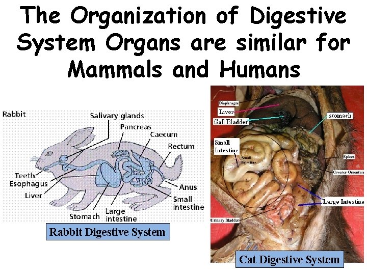 The Organization of Digestive System Organs are similar for Mammals and Humans Rabbit Digestive