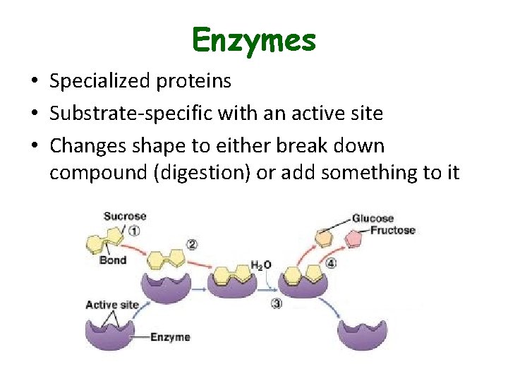 Enzymes • Specialized proteins • Substrate-specific with an active site • Changes shape to