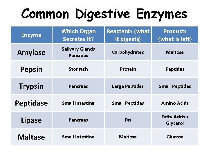 Common Digestive Enzymes Enzyme Which Organ Secretes It? Reactants (what it digests) Products (what