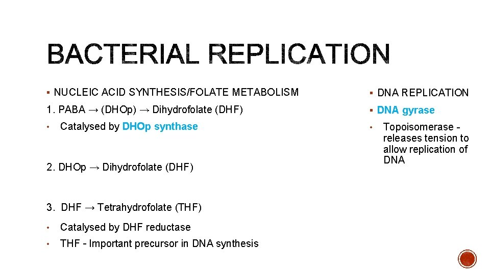 § NUCLEIC ACID SYNTHESIS/FOLATE METABOLISM § DNA REPLICATION 1. PABA → (DHOp) → Dihydrofolate