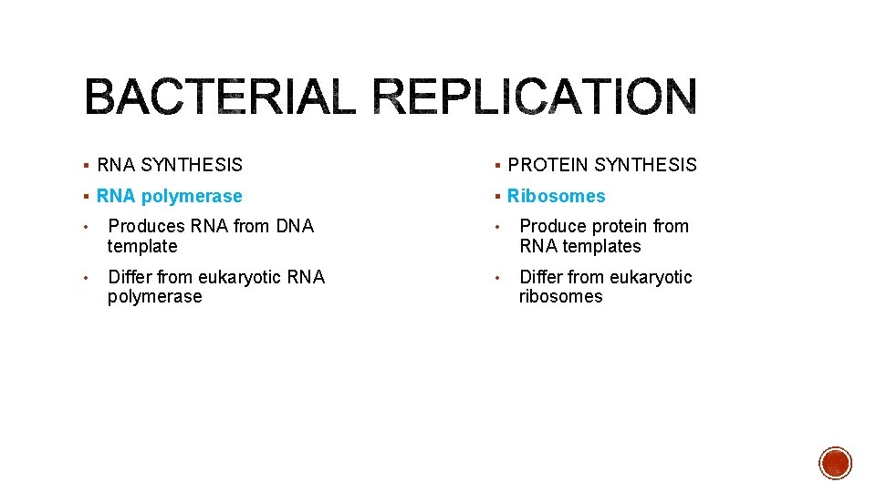 § RNA SYNTHESIS § PROTEIN SYNTHESIS § RNA polymerase § Ribosomes • Produces RNA