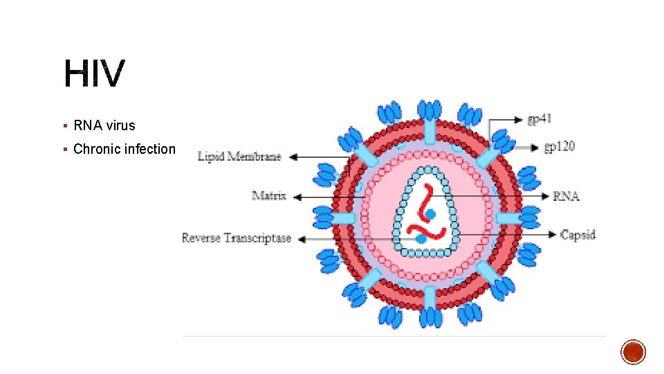 § RNA virus § Chronic infection 