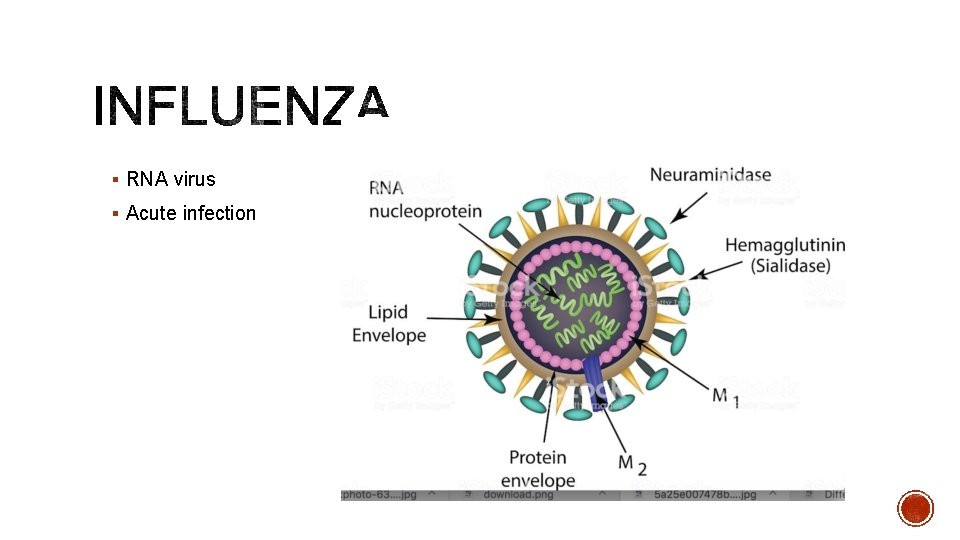 § RNA virus § Acute infection 