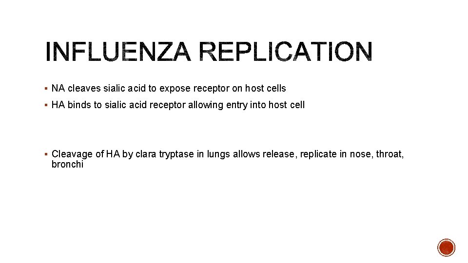 § NA cleaves sialic acid to expose receptor on host cells § HA binds
