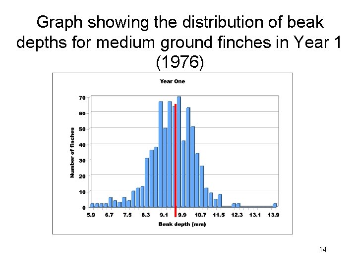 Graph showing the distribution of beak depths for medium ground finches in Year 1