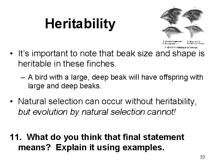Heritability • It’s important to note that beak size and shape is heritable in