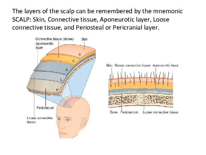 The layers of the scalp can be remembered by the mnemonic SCALP: Skin, Connective