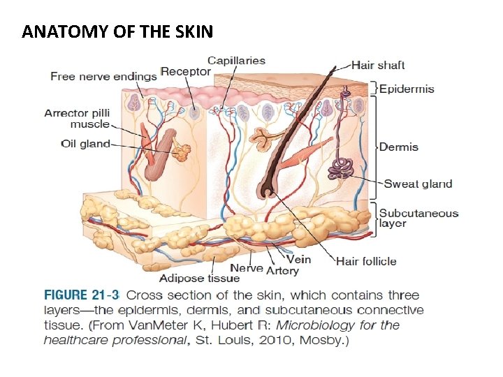 ANATOMY OF THE SKIN 