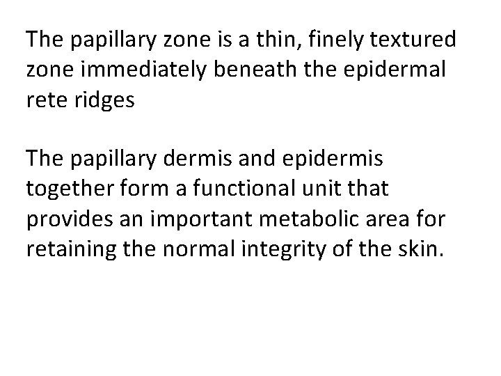 The papillary zone is a thin, finely textured zone immediately beneath the epidermal rete