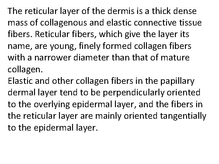 The reticular layer of the dermis is a thick dense mass of collagenous and
