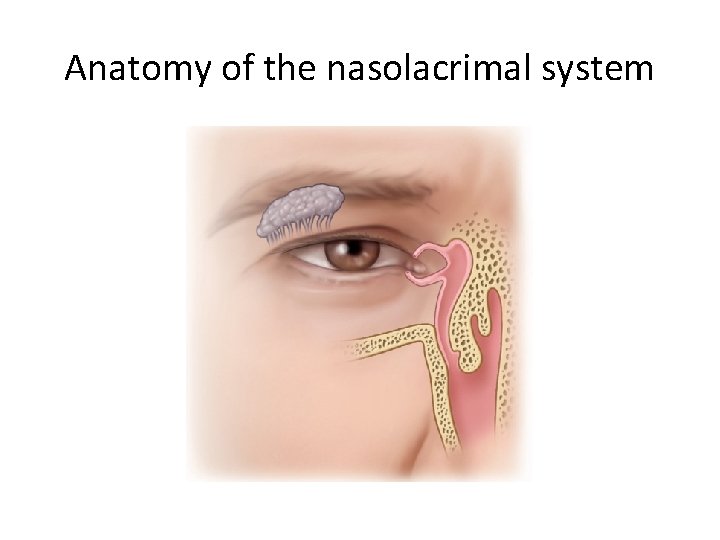 Anatomy of the nasolacrimal system 