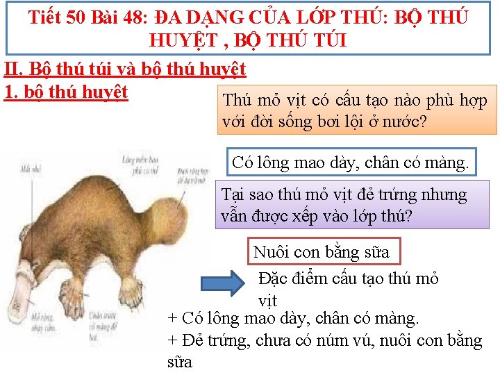 Tiết 50 Bài 48: ĐA DẠNG CỦA LỚP THÚ: BỘ THÚ HUYỆT , BỘ