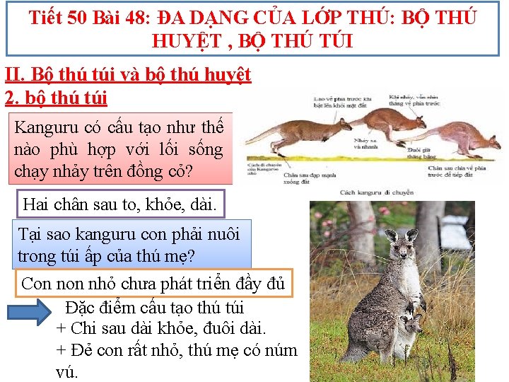 Tiết 50 Bài 48: ĐA DẠNG CỦA LỚP THÚ: BỘ THÚ HUYỆT , BỘ