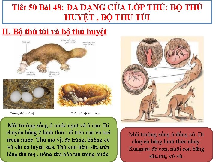 Tiết 50 Bài 48: ĐA DẠNG CỦA LỚP THÚ: BỘ THÚ HUYỆT , BỘ