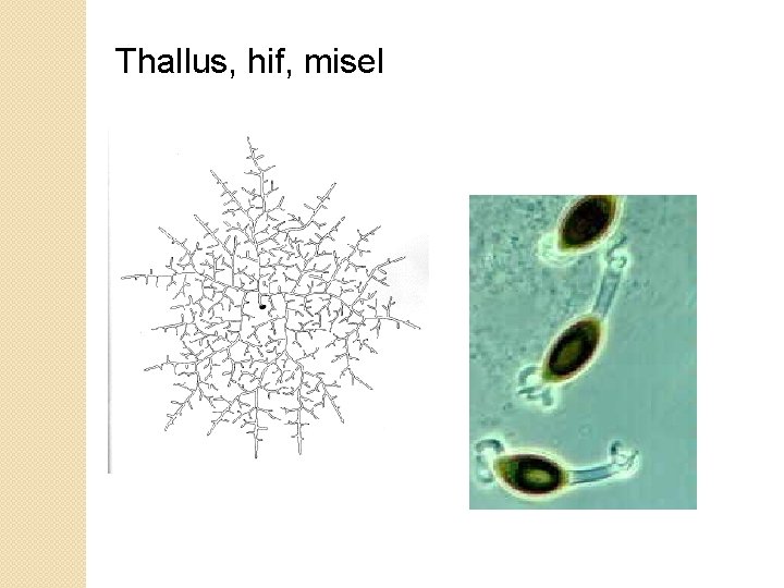 Thallus, hif, misel 