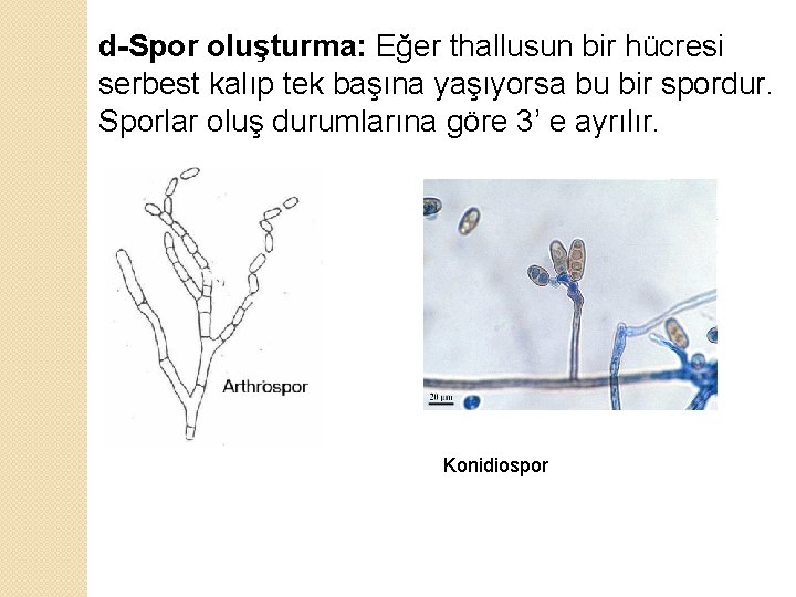 d-Spor oluşturma: Eğer thallusun bir hücresi serbest kalıp tek başına yaşıyorsa bu bir spordur.