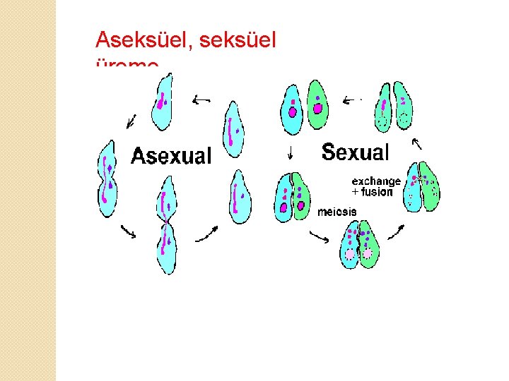 Aseksüel, seksüel üreme 
