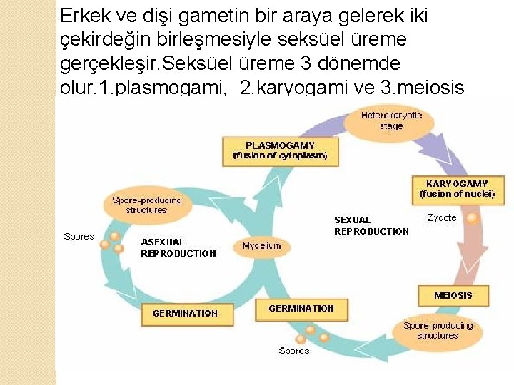 Erkek ve dişi gametin bir araya gelerek iki çekirdeğin birleşmesiyle seksüel üreme gerçekleşir. Seksüel