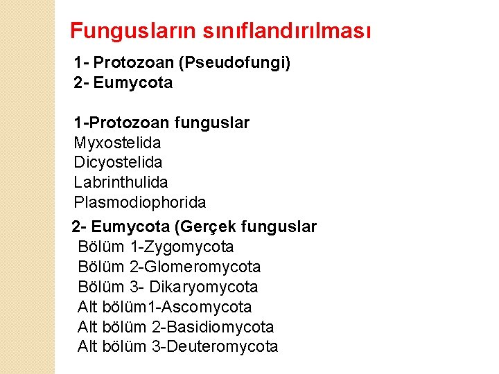 Fungusların sınıflandırılması 1 - Protozoan (Pseudofungi) 2 - Eumycota 1 -Protozoan funguslar Myxostelida Dicyostelida