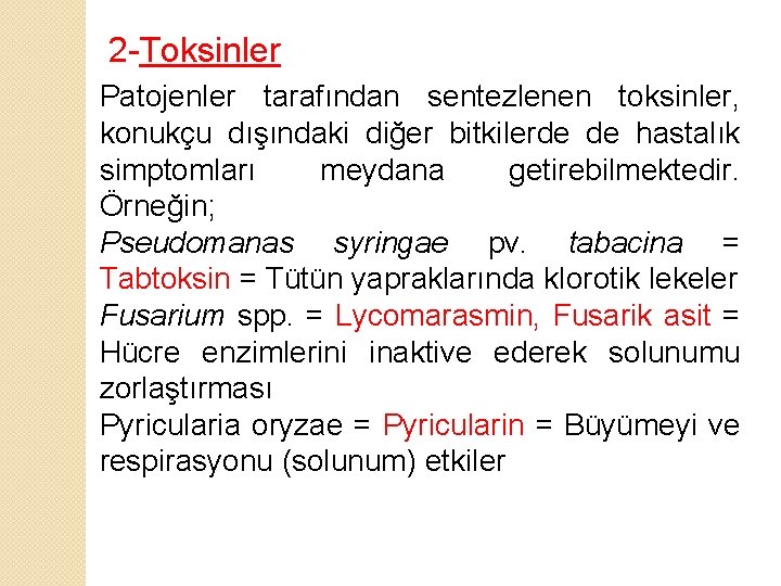 2 -Toksinler Patojenler tarafından sentezlenen toksinler, konukçu dışındaki diğer bitkilerde de hastalık simptomları meydana