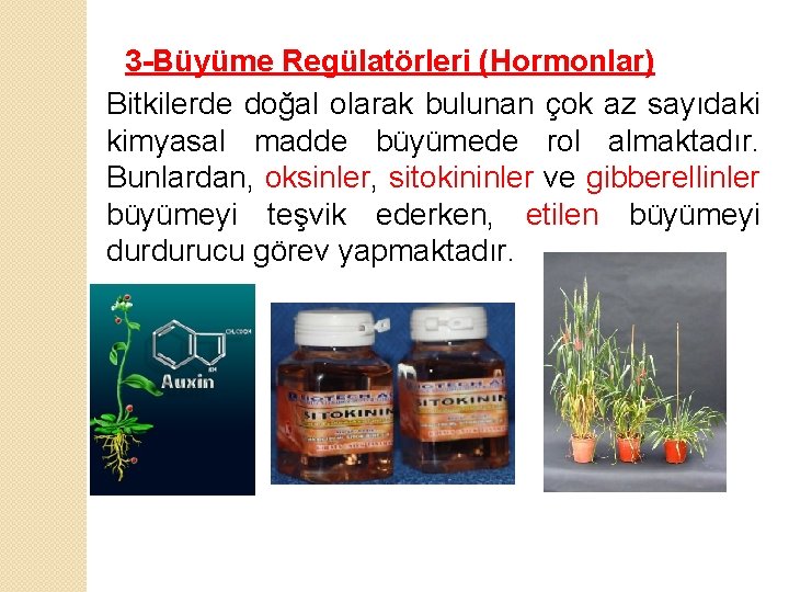 3 -Büyüme Regülatörleri (Hormonlar) Bitkilerde doğal olarak bulunan çok az sayıdaki kimyasal madde büyümede