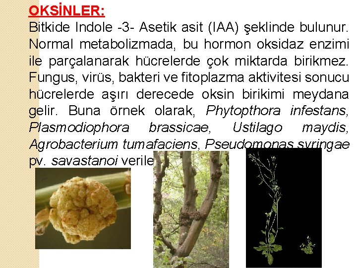 OKSİNLER: Bitkide Indole -3 - Asetik asit (IAA) şeklinde bulunur. Normal metabolizmada, bu hormon