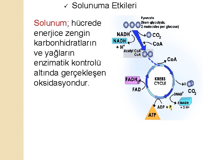 ü Solunuma Etkileri Solunum; hücrede enerjice zengin karbonhidratların ve yağların enzimatik kontrolü altında gerçekleşen