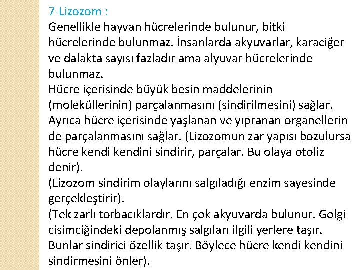 7 -Lizozom : Genellikle hayvan hücrelerinde bulunur, bitki hücrelerinde bulunmaz. İnsanlarda akyuvarlar, karaciğer ve