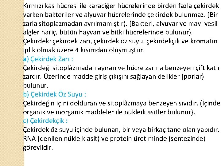 Kırmızı kas hücresi ile karaciğer hücrelerinde birden fazla çekirdek varken bakteriler ve alyuvar hücrelerinde