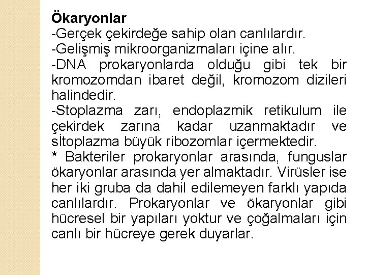 Ökaryonlar -Gerçek çekirdeğe sahip olan canlılardır. -Gelişmiş mikroorganizmaları içine alır. -DNA prokaryonlarda olduğu gibi