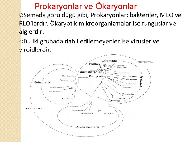 Prokaryonlar ve Ökaryonlar ¡Şemada görüldüğü gibi, Prokaryonlar: bakteriler, MLO ve RLO’lardır. Ökaryotik mikroorganizmalar ise