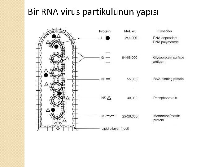Bir RNA virüs partikülünün yapısı 