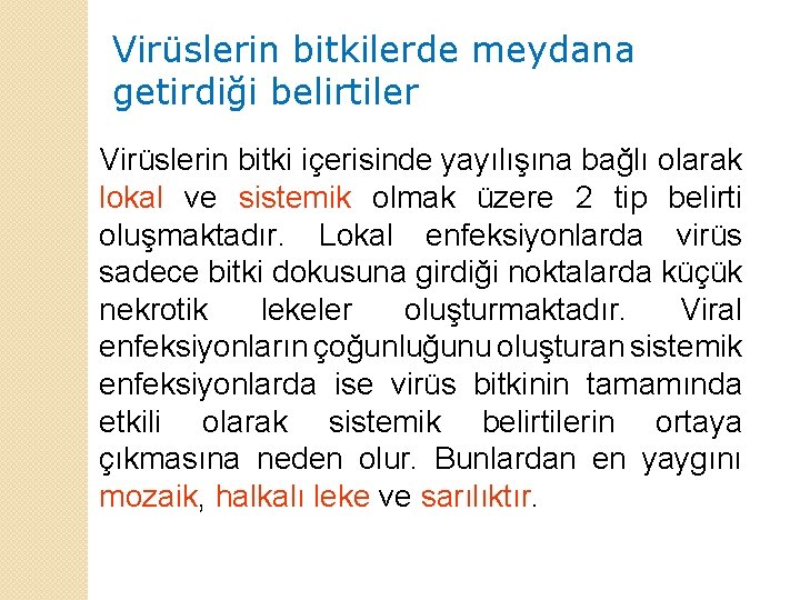 Virüslerin bitkilerde meydana getirdiği belirtiler Virüslerin bitki içerisinde yayılışına bağlı olarak lokal ve sistemik