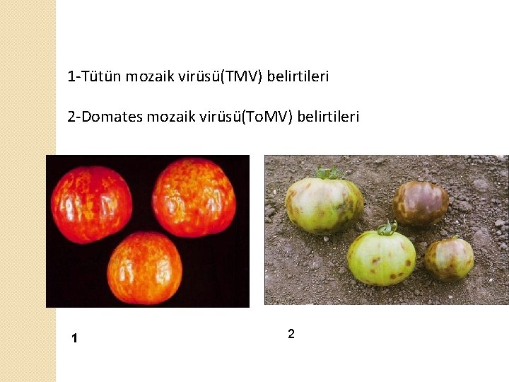 1 -Tütün mozaik virüsü(TMV) belirtileri 2 -Domates mozaik virüsü(To. MV) belirtileri 1 2 