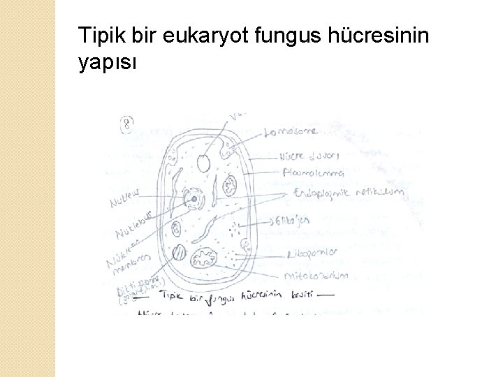 Tipik bir eukaryot fungus hücresinin yapısı 