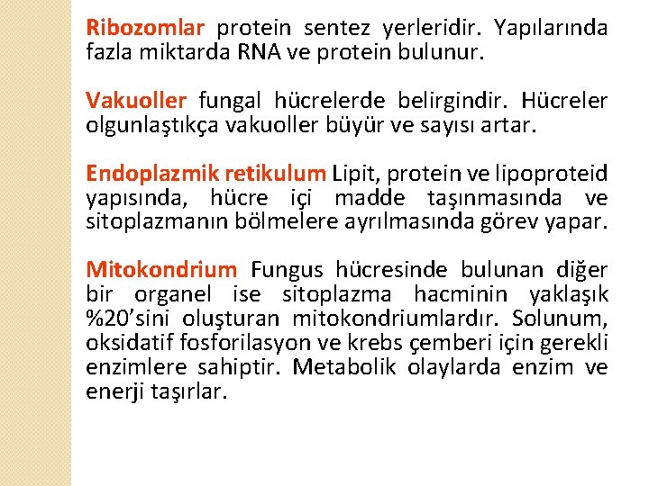 Ribozomlar protein sentez yerleridir. Yapılarında fazla miktarda RNA ve protein bulunur. Vakuoller fungal hücrelerde