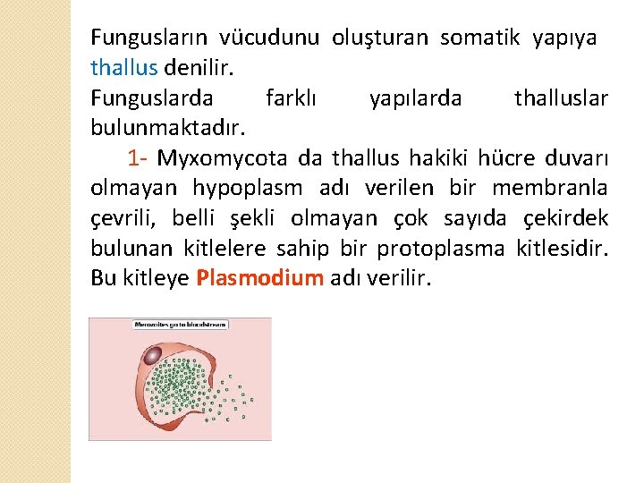 Fungusların vücudunu oluşturan somatik yapıya thallus denilir. Funguslarda farklı yapılarda thalluslar bulunmaktadır. 1 -