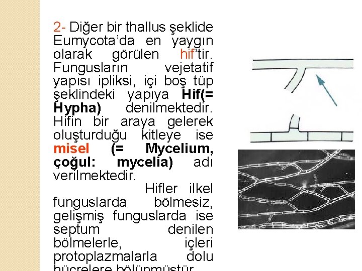 2 - Diğer bir thallus şeklide Eumycota’da en yaygın olarak görülen hif’tir. Fungusların vejetatif