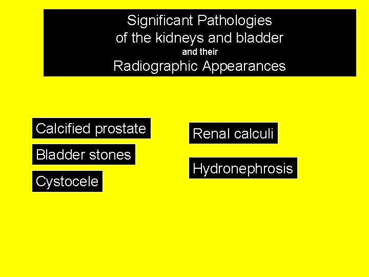 Significant Pathologies of the kidneys and bladder and their Radiographic Appearances Calcified prostate Bladder