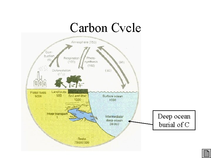 Carbon Cycle Deep ocean burial of C 