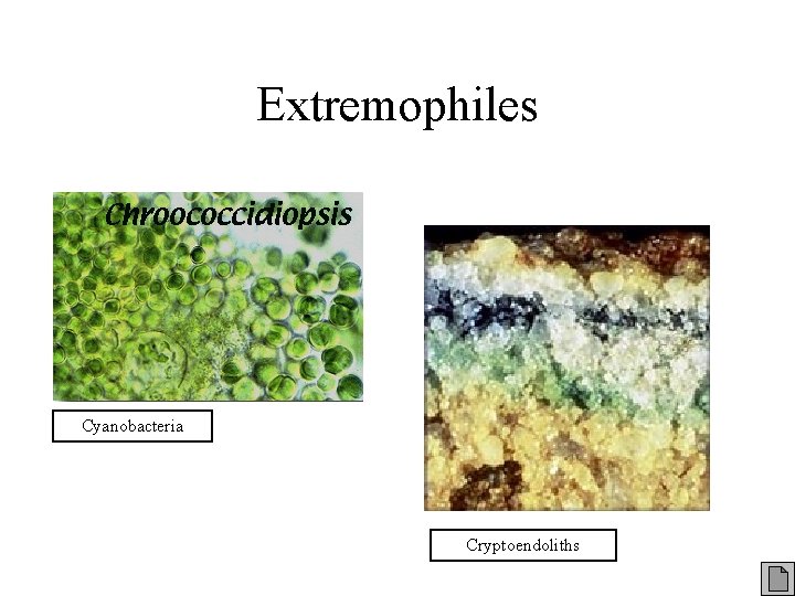 Extremophiles Cyanobacteria Cryptoendoliths 