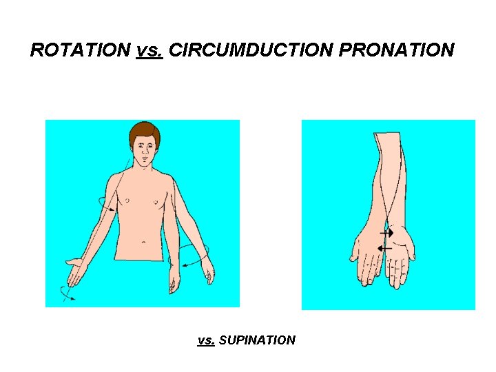 ROTATION vs. CIRCUMDUCTION PRONATION vs. SUPINATION 