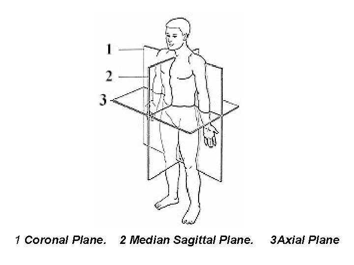 1 Coronal Plane. 2 Median Sagittal Plane. 3 Axial Plane 