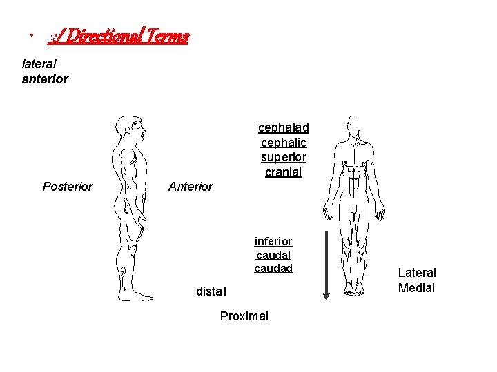  • 3/ Directional Terms lateral anterior cephalad cephalic superior cranial Posterior Anterior inferior