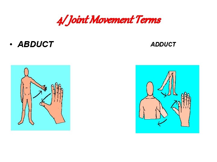 4/ Joint Movement Terms • ABDUCT ADDUCT 